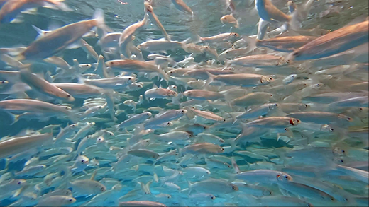 An underwater photo of hundreds of 5-6 inch silver fish schooling together in a tight mass in a tank.